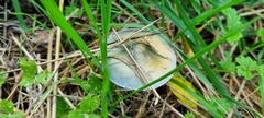 Stropharia aeruginosa