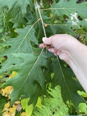 Quercus rubra