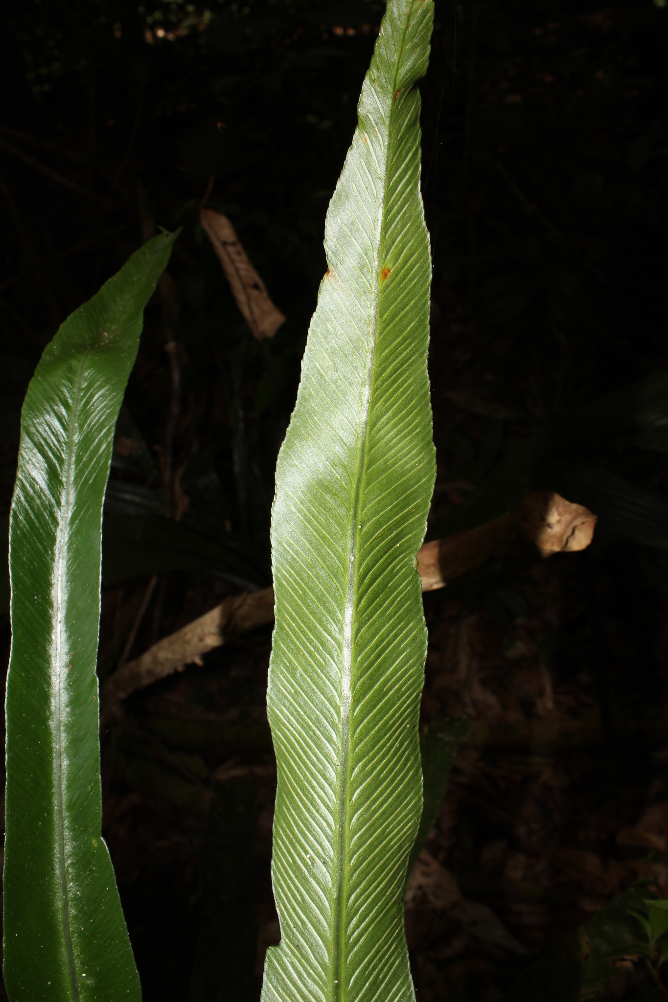 Asplenium angustum