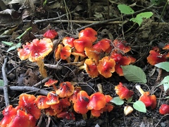 Hygrocybe cuspidata