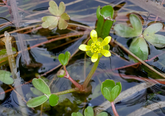 Ranunculus amphitrichus