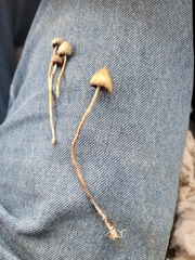 Psilocybe semilanceata