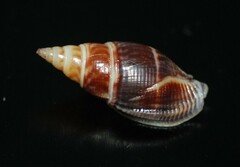 Cosmioconcha modesta