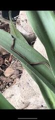 Thamnophis elegans elegans