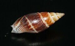 Cosmioconcha modesta