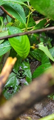 Dendrobates auratus