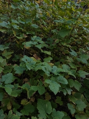 Ribes hudsonianum petiolare