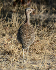 Eupodotis ruficrista