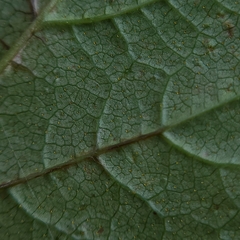 Ribes hudsonianum petiolare