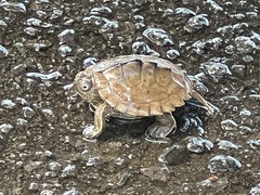 Graptemys ouachitensis