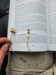 Psilocybe semilanceata