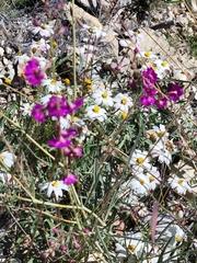 Melampodium leucanthum