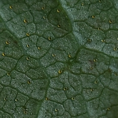 Ribes hudsonianum petiolare