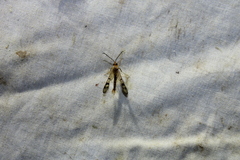 Synanthedon acerni