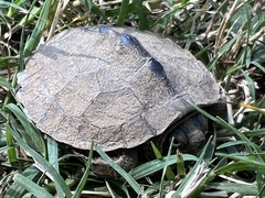 Graptemys ouachitensis