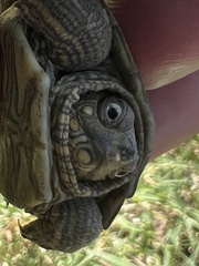 Graptemys ouachitensis