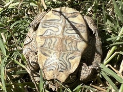 Graptemys ouachitensis