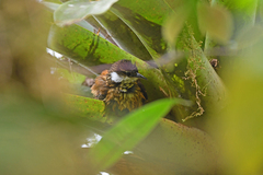 Pseudocolaptes boissonneautii