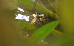 Pseudocolaptes boissonneautii