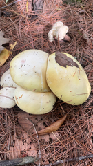 Amanita phalloides