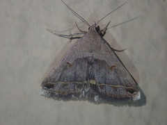 Acantholipes trimeni