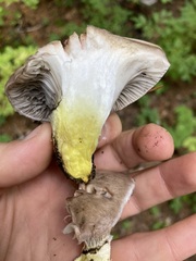 Gomphidius glutinosus