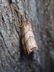 Drepana bilineata