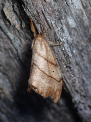 Drepana bilineata