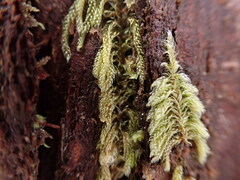 Hypnum circinale