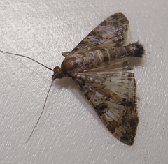 Dysallacta negatalis