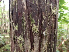Hypnum circinale