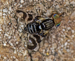 Rhagoletis juniperina