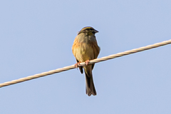 Emberiza cirlus