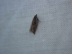 Tortricoidea