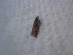 Tortricoidea