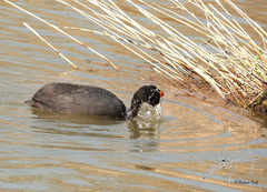 Fulica cristata