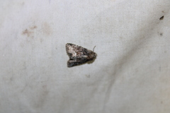 Oligia strigilis