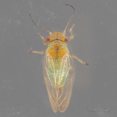 Heteropsylla huasachae
