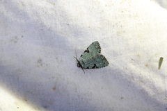 Leuconycta diphteroides