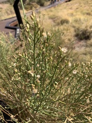 Baccharis sergiloides