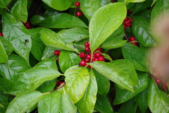 Ilex montana