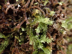 Douinia ovata