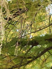 Taxodium mucronatum
