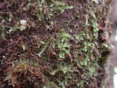 Douinia ovata
