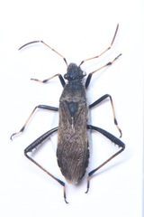 Alydus calcaratus
