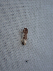 Tortricoidea