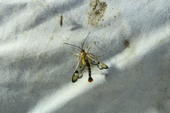 Synanthedon acerni