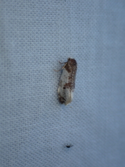 Tortricoidea