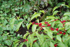 Ilex montana