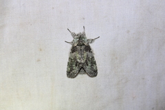 Macrurocampa marthesia